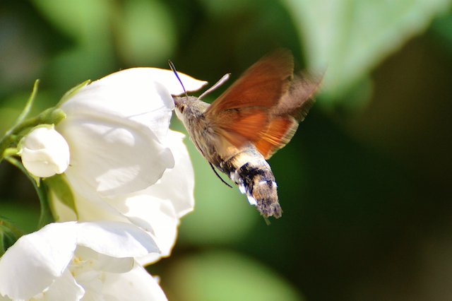 hummingbird-hawk-moth-807368.jpg