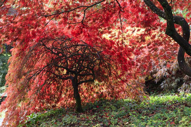 Backlit Acer palmatum Autumn