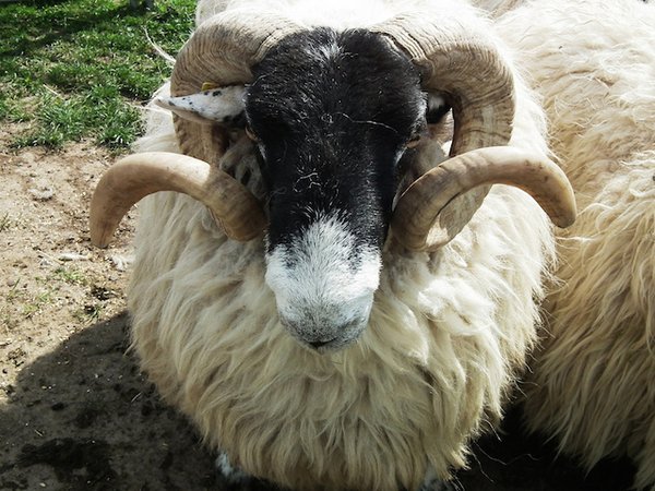 sheep-381051_1920.jpg