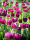 tulipa-366661_1920.jpg
