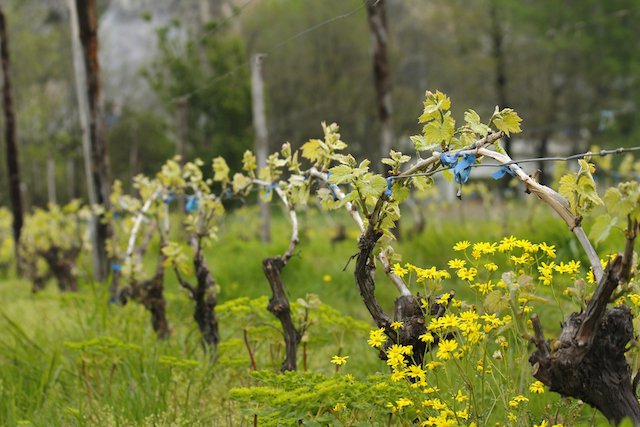 vines in early spring .jpg