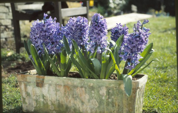 Hyacinths.jpg