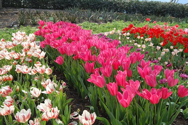 Tulips at the Eden Project.jpg