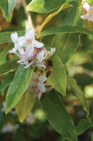 Bee feeding on daphne flowers