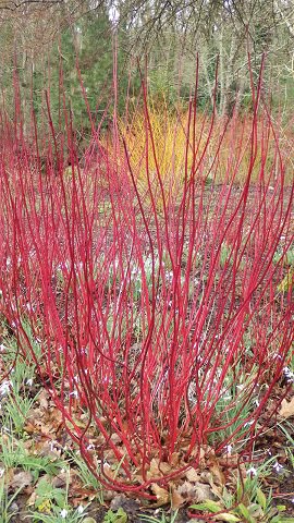 Dogwood and shrubby willow