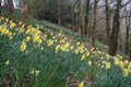 Narcissi growing in the Tamar Valley