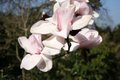 Magnolia campbellii Alba Group