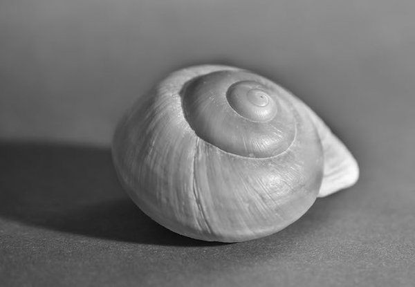 Sea shell.JPG
