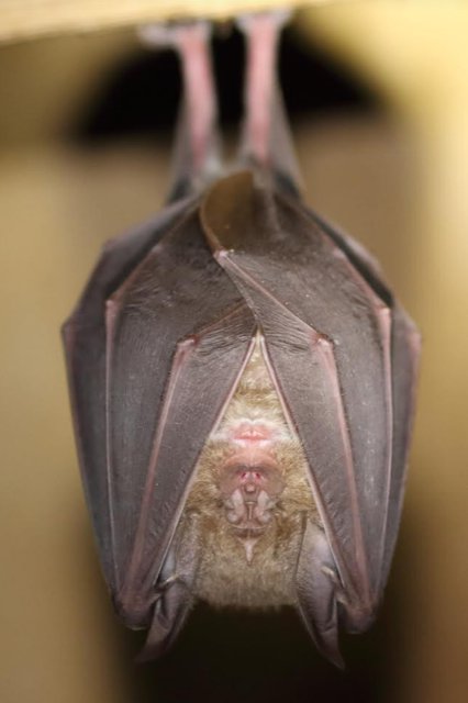 Greater Horsehoe bat Mike Symes