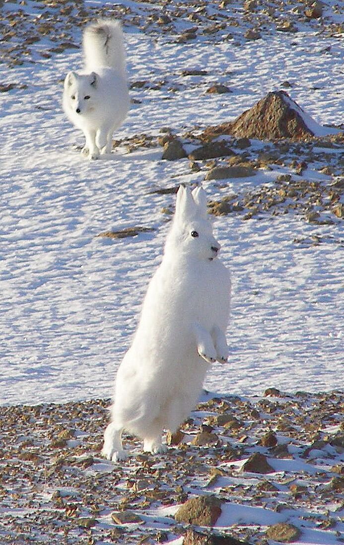 Arctic Hare and Arctic Fox