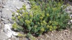 Euphorbia growing on Mallorcan mountainside