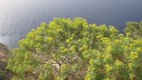 Euphorbia on sea cliff, Mallorca