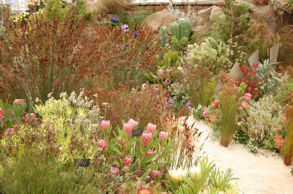 South African plants at Chelsea Flower Show