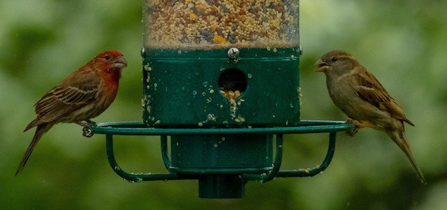birds-feeder.jpg
