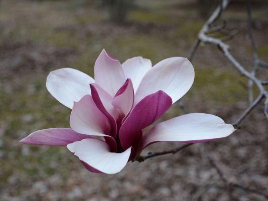636238947631906956-Schmetterling-magnolia.jpg