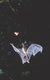 Greater Horseshoe Bat in flight -credit Frank Greenaway.jpg
