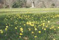 1. Narcissus × bulbocodium credit Sheila Dearing.JPG