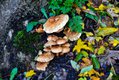 mushrooms-4611784.jpg