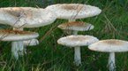 mushroom-661249.jpg