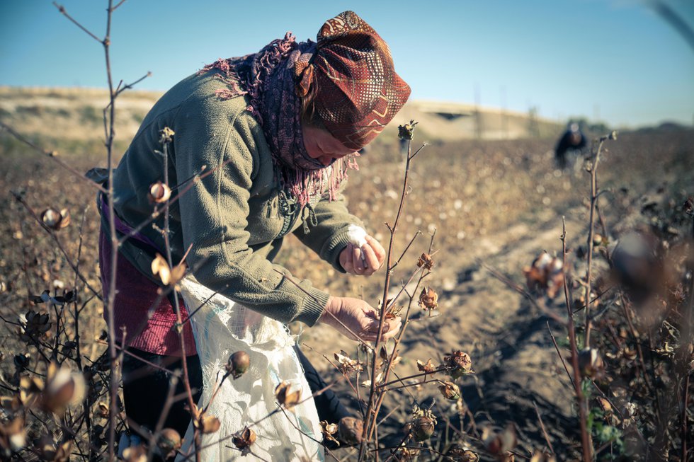 Forced labour in cotton industry, Uzbekistan