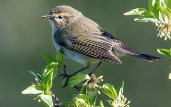 Chiffchaff perched on branches