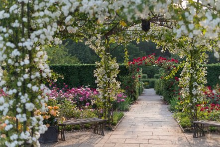 The largest rose gardens in the South West are at their peak through June &amp; July