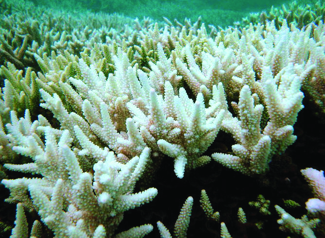 Coral bleach