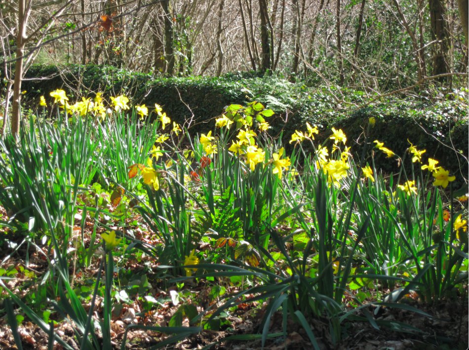 Danescombe Daffodils