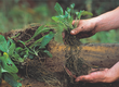 Dividing herbaceous perennials