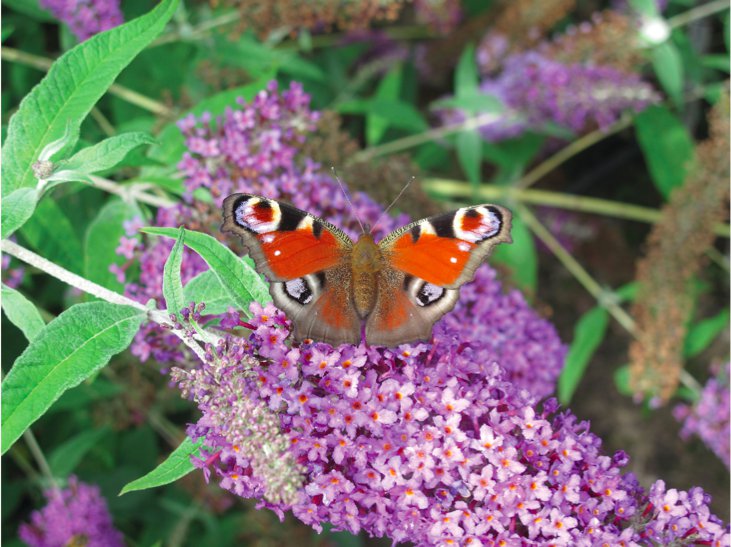 Peacock butterfly on budding flowers Katy Prentice