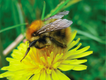 Common carder bee on dandelion flower Andrew Halstead