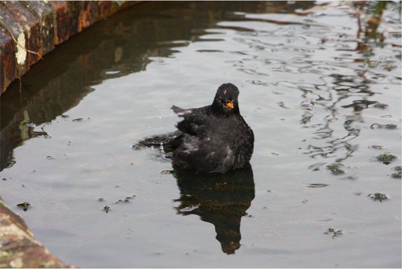 Blackbird having a bath in Herb Garden pond Sheila Dearing