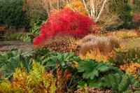 Gunnera x cryptica in autumn with Acer palmatum 'Chitoseyama' in the background.