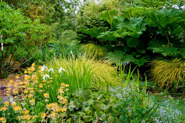 Gunnera x cryptica, marsh marigold, Primula bulleyana, Carex elata 'Aurea' and Iris ensata 'White Pearl' ©RHS/Jerry Harpur