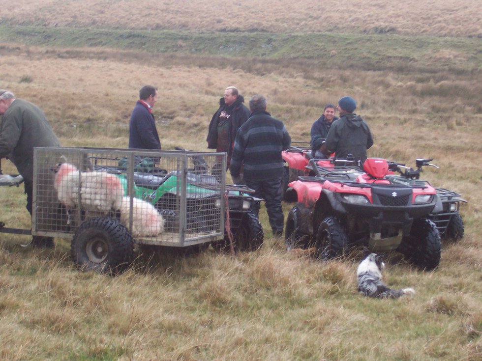 Dartmoor Shep Gather Nov. 07 025.jpg